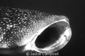 35ft whaleshark ! This guy was heading in my direction so... by Jackie Campbell 